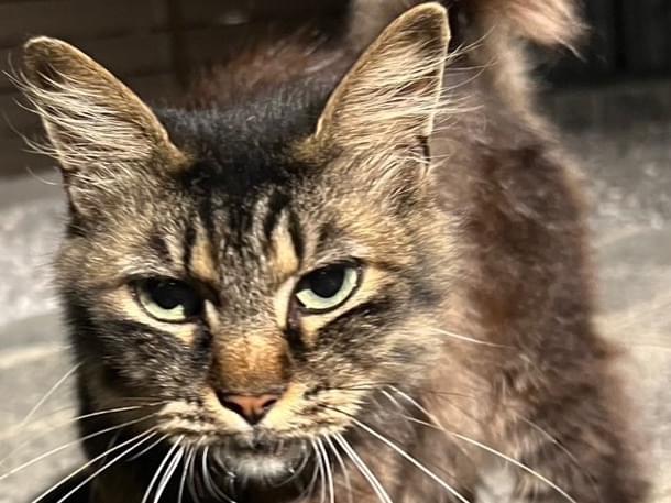 目撃された猫 目撃された猫