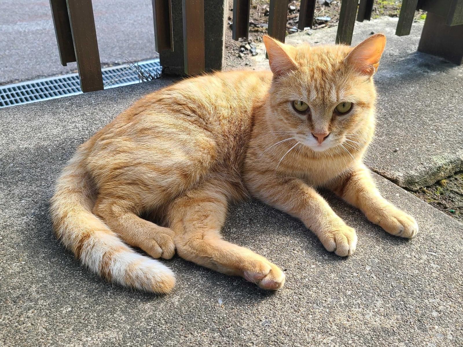 保護された猫 保護された猫