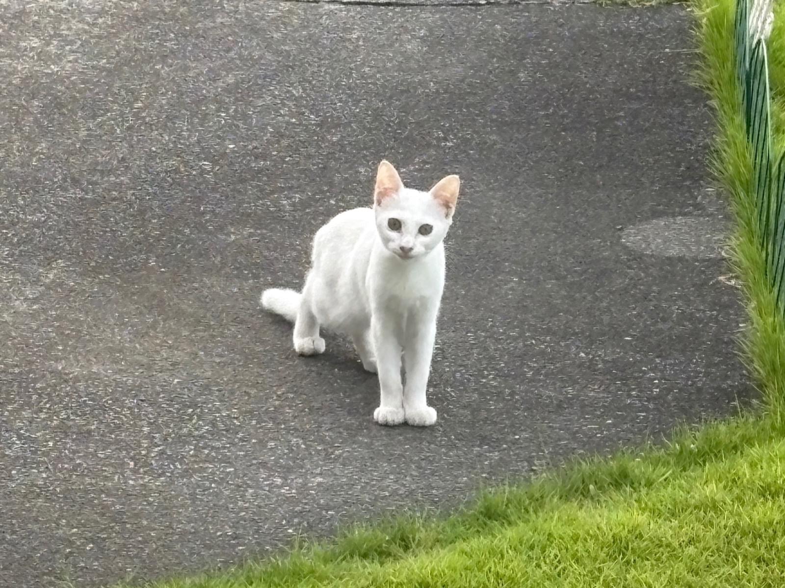 目撃された猫 目撃された猫