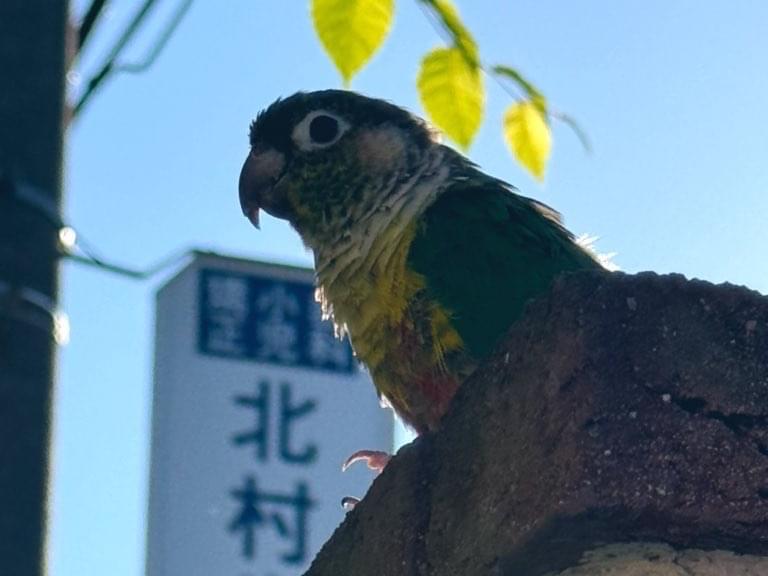 目撃された鳥 目撃された鳥