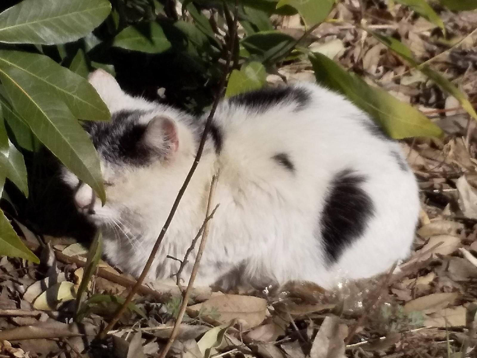 目撃された猫 目撃された猫