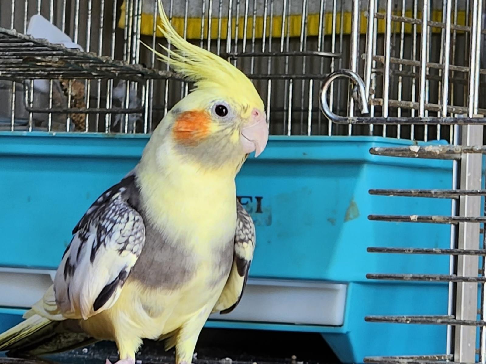 すっちゃん すっちゃん