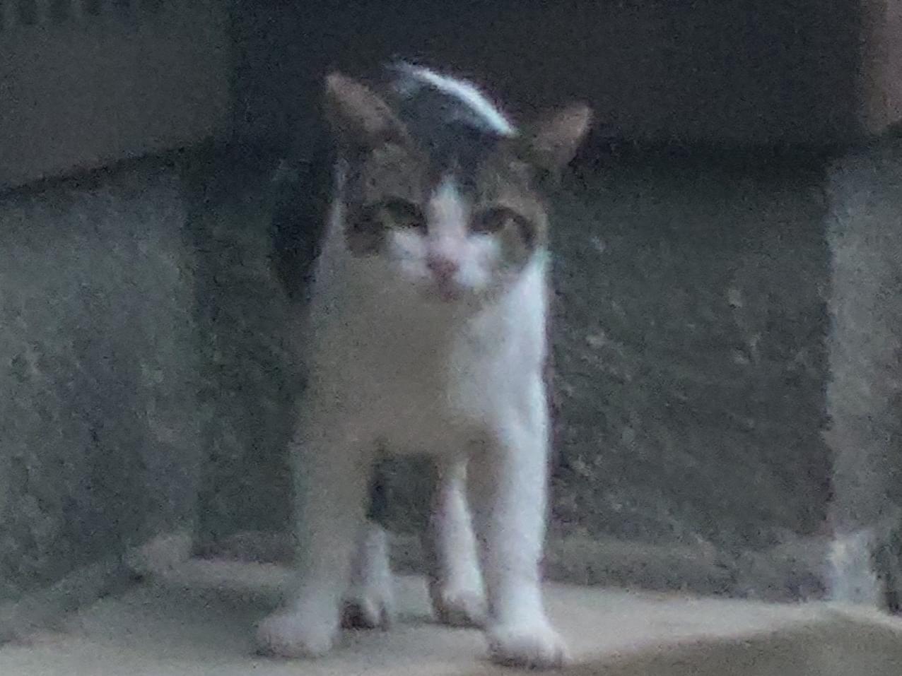 目撃された猫 目撃された猫