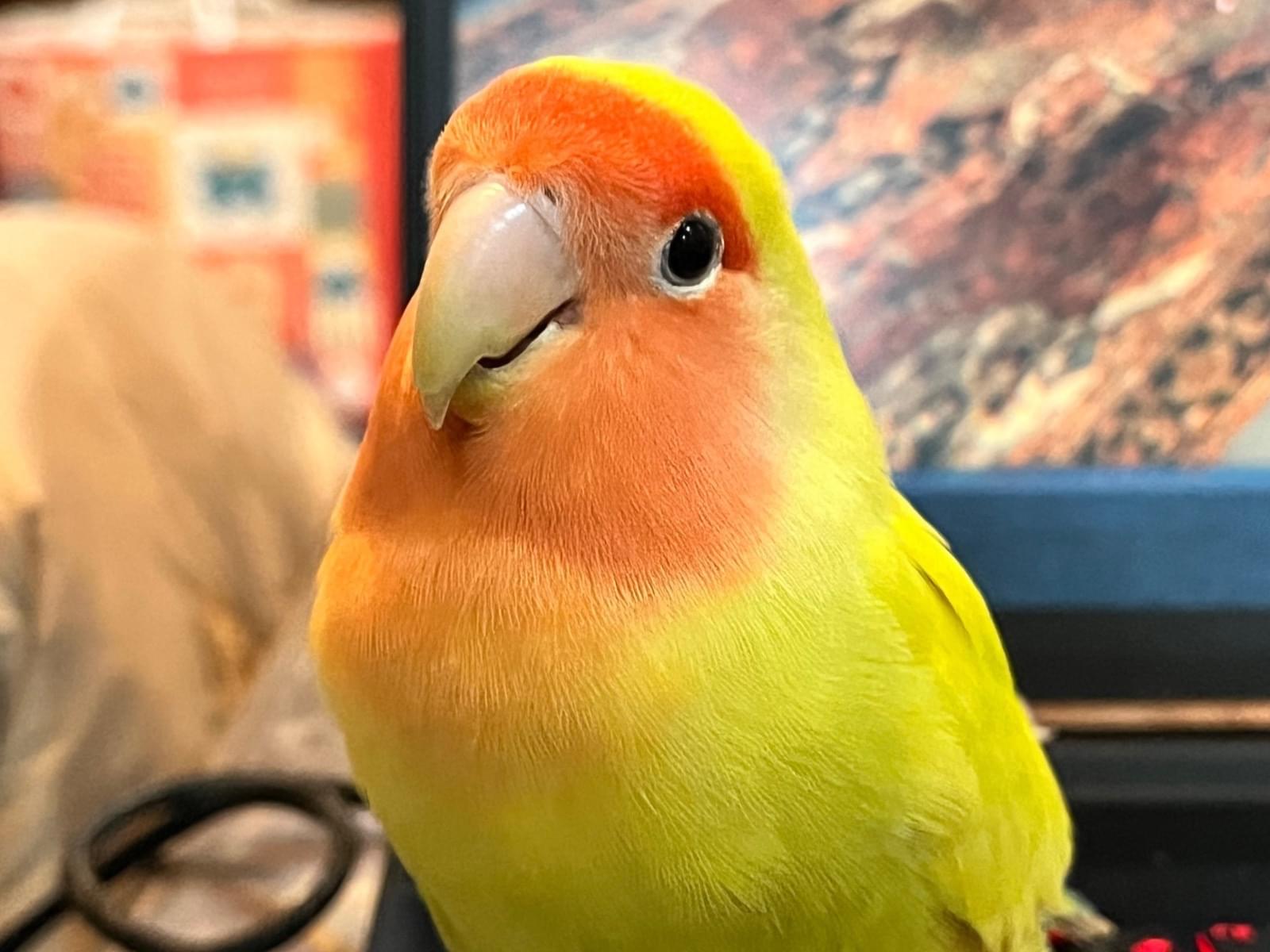 きぃちゃん きぃちゃん