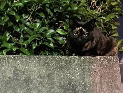 あんちゃん あんちゃん