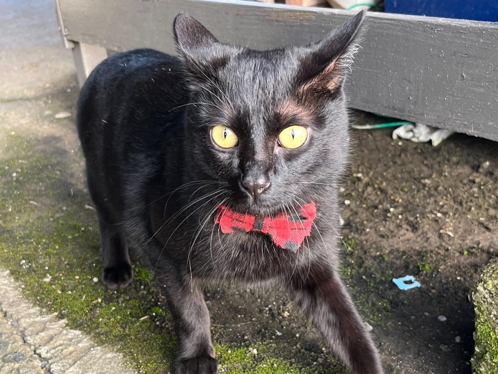 目撃された猫 目撃された猫