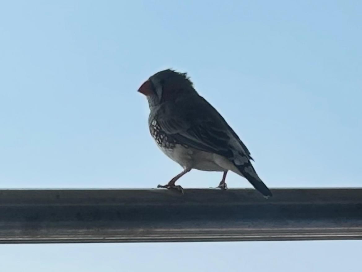 目撃された鳥 目撃された鳥