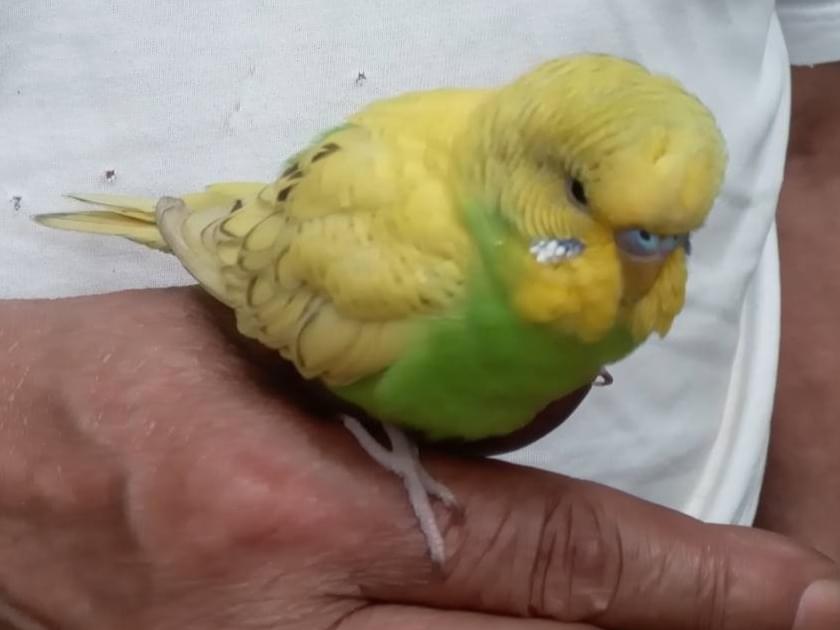 保護された鳥 保護された鳥