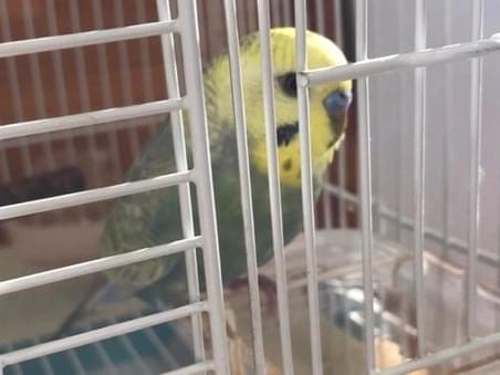 保護された鳥 保護された鳥