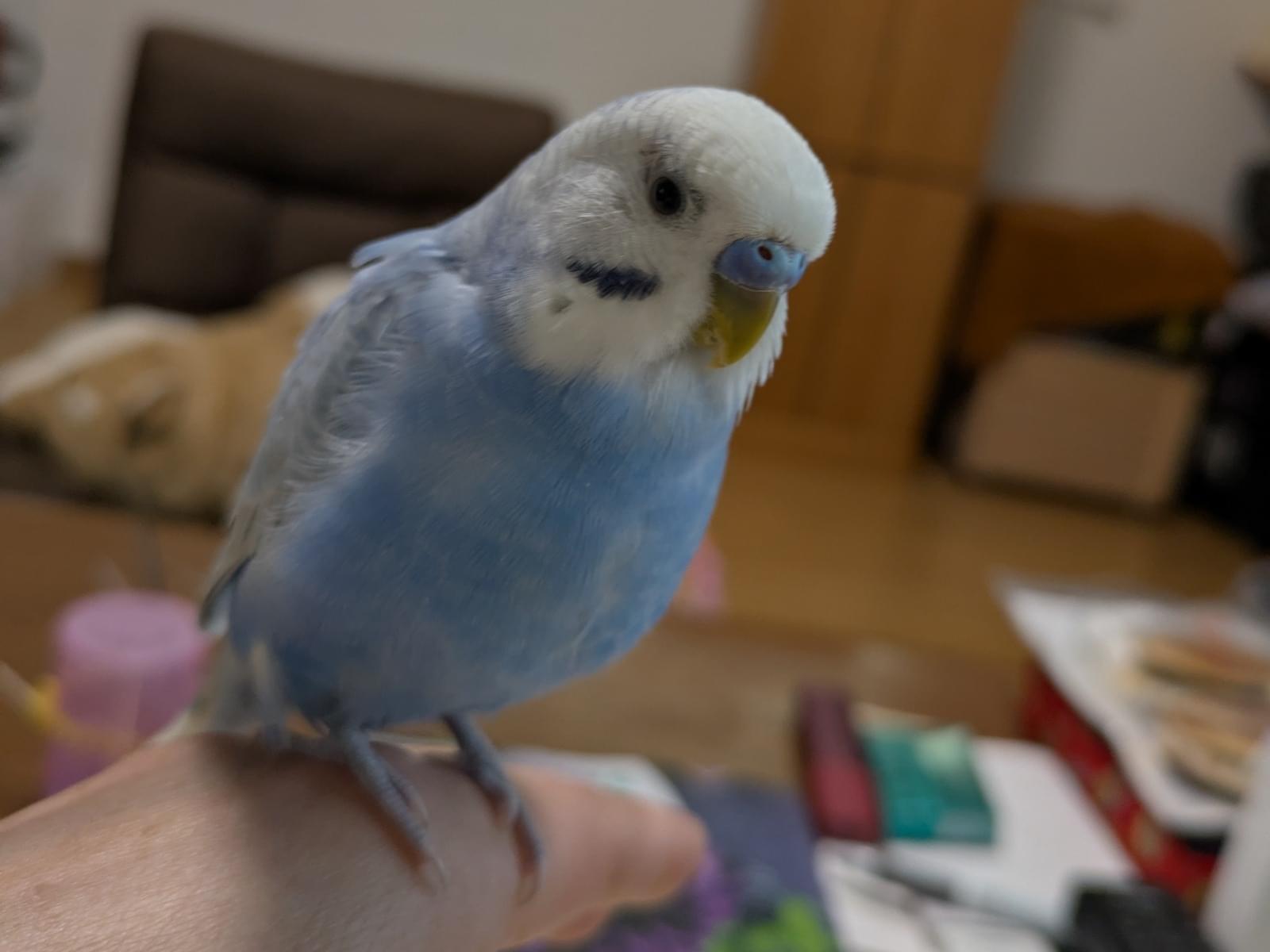 てりちゃん てりちゃん