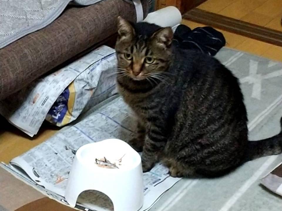 ぽーちゃん ぽーちゃん