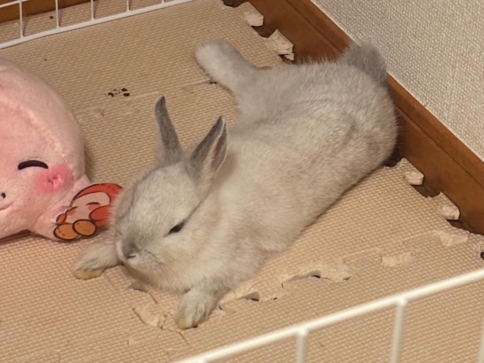 ふうちゃん ふうちゃん