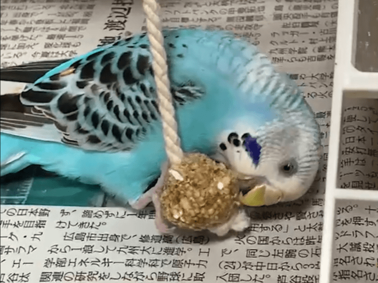 ちょこちゃん ちょこちゃん