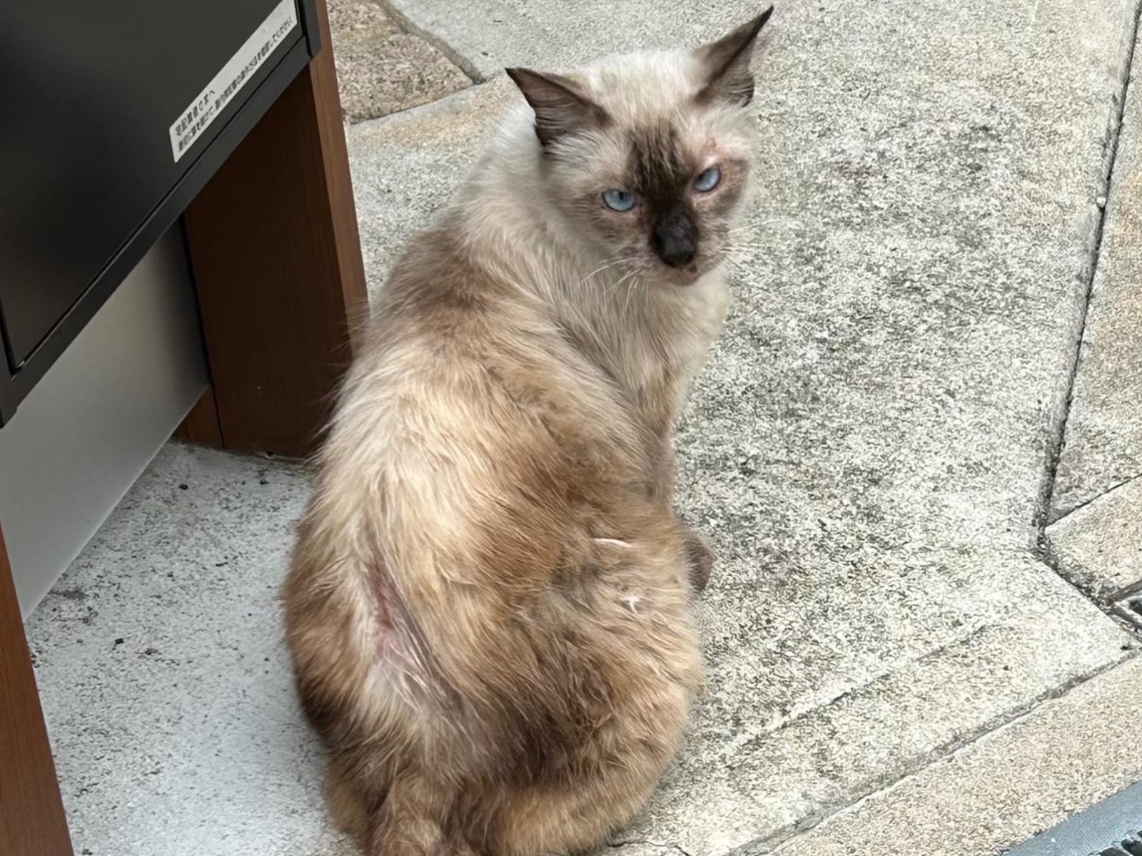 目撃された猫 目撃された猫