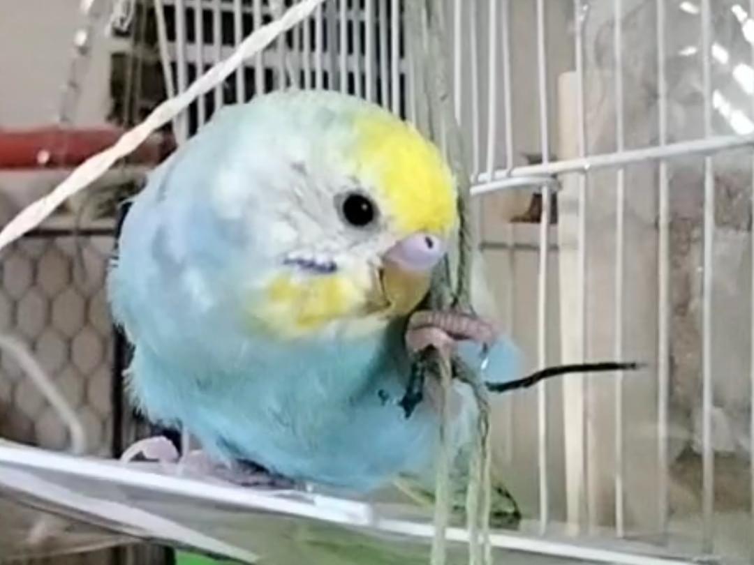 ピーちゃん