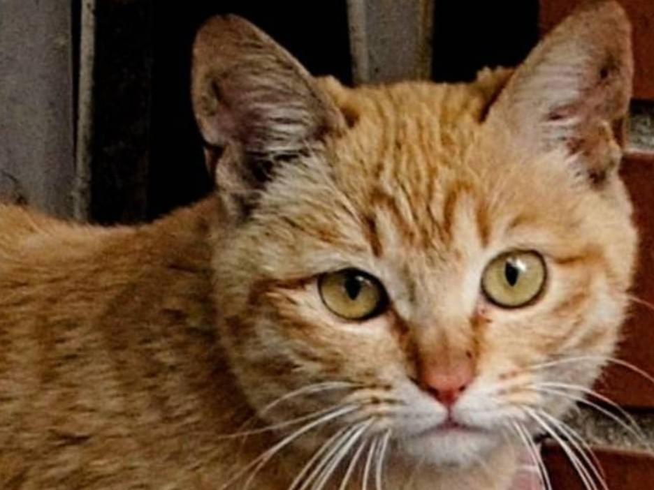 目撃された猫 目撃された猫