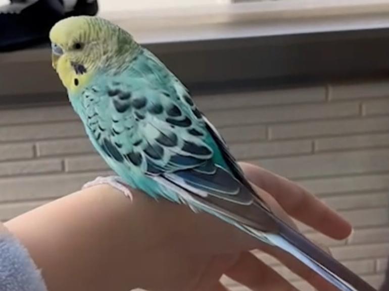 目撃された鳥 目撃された鳥