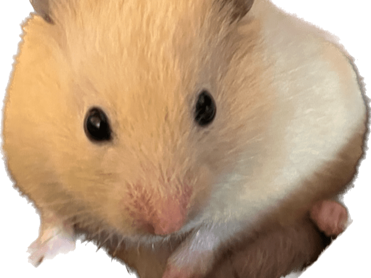 ハムスター