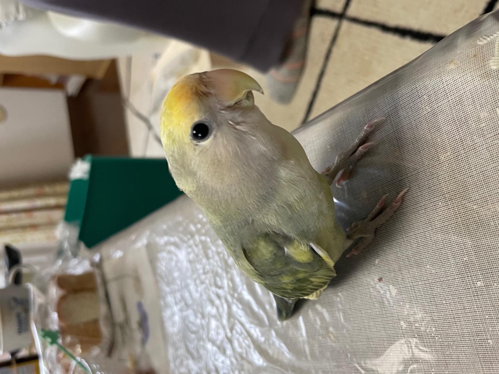 シュンちゃん