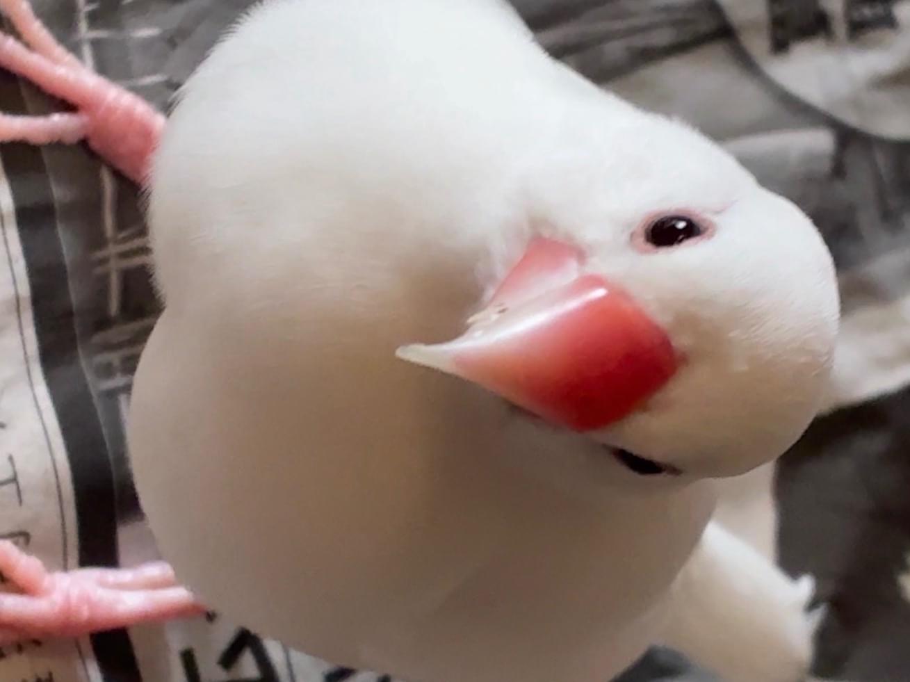 フランちゃん