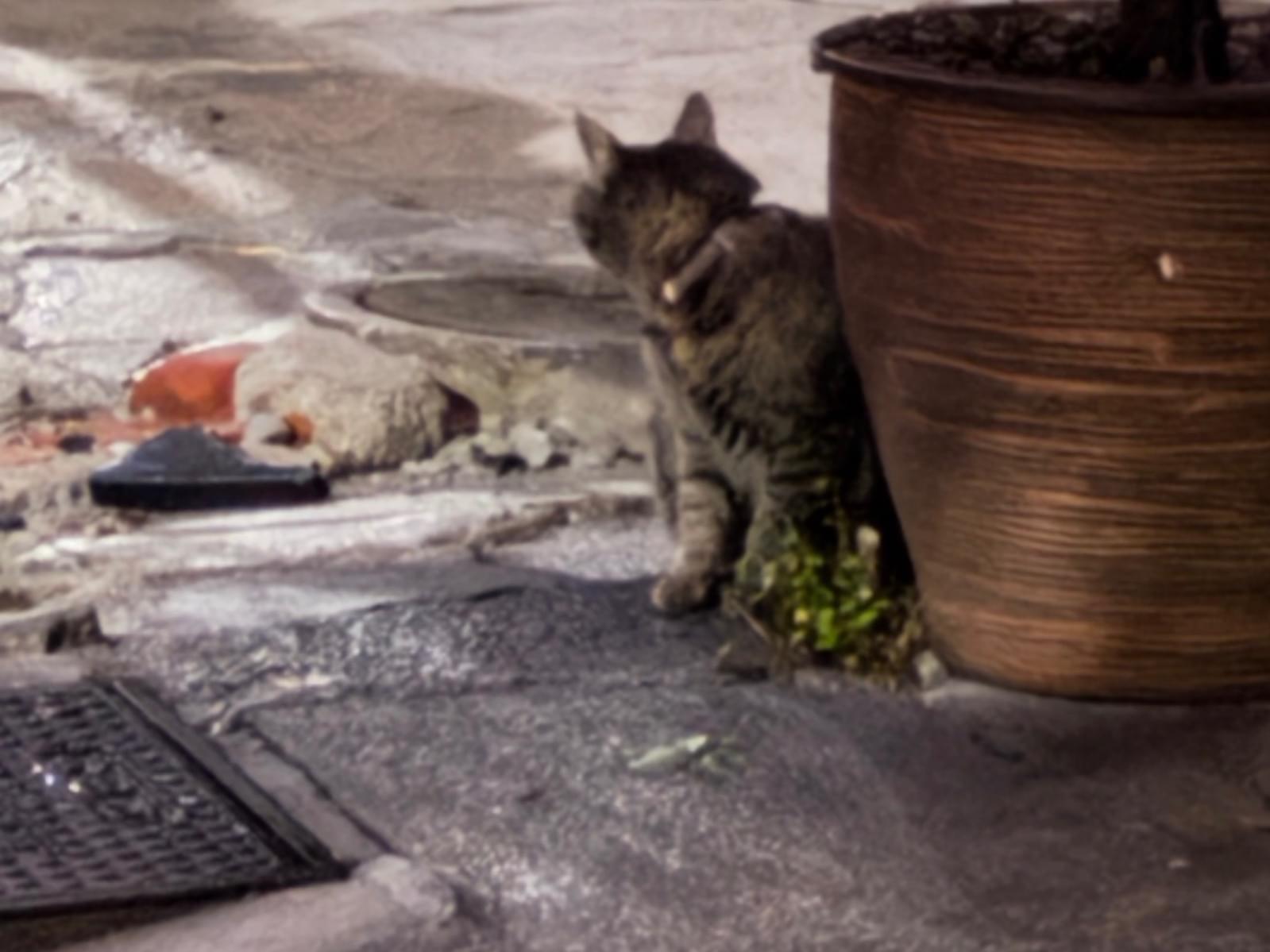 目撃された猫