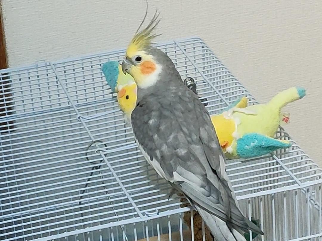 トトちゃん トトちゃん