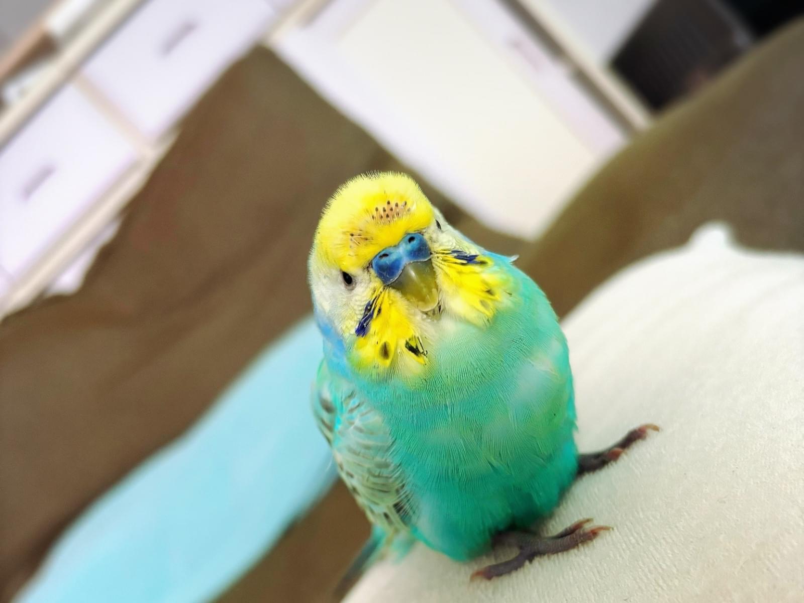 保護された鳥 保護された鳥