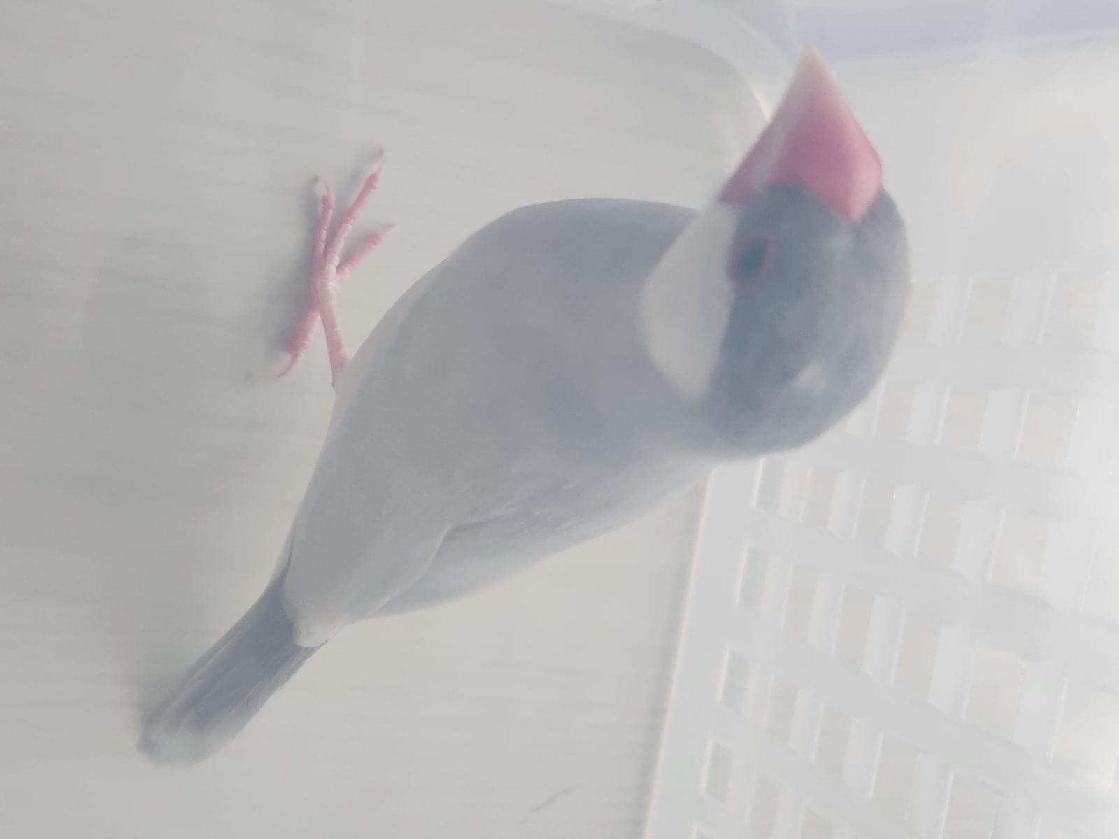保護された鳥