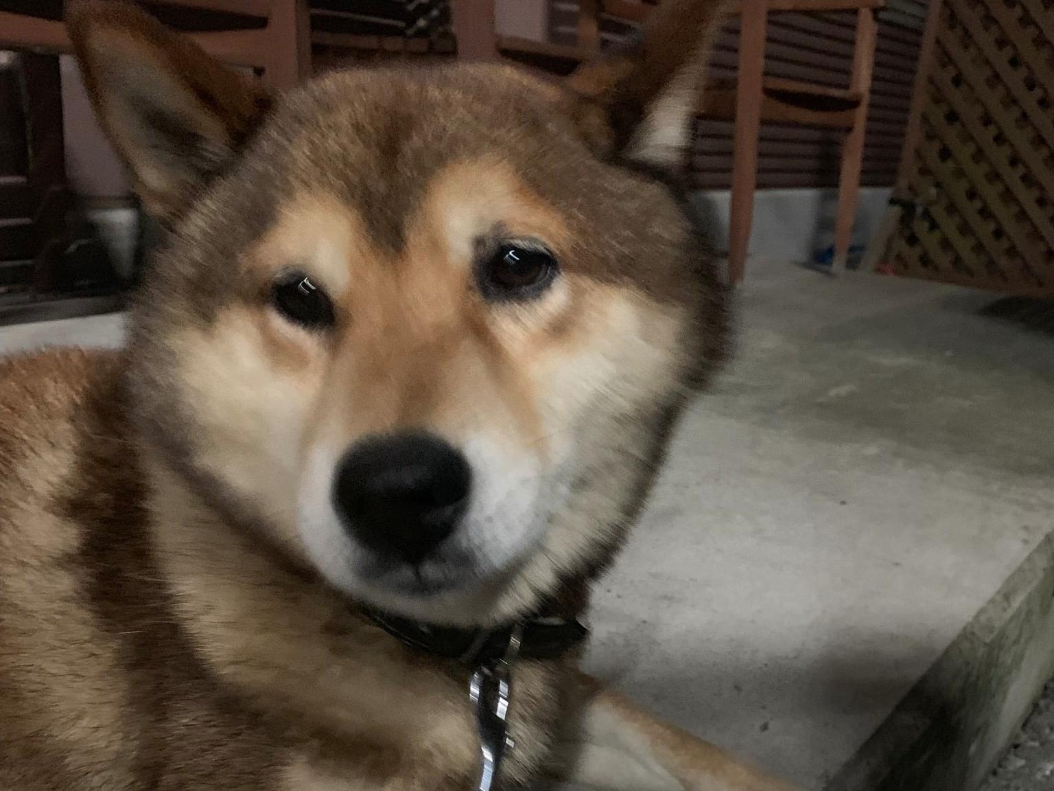 保護された犬 保護された犬