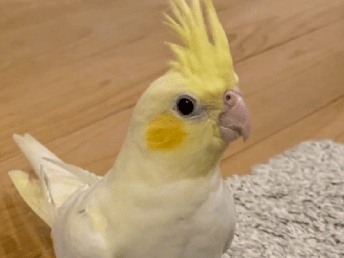 ぴーちゃん ぴーちゃん