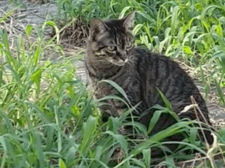 目撃された猫 目撃された猫