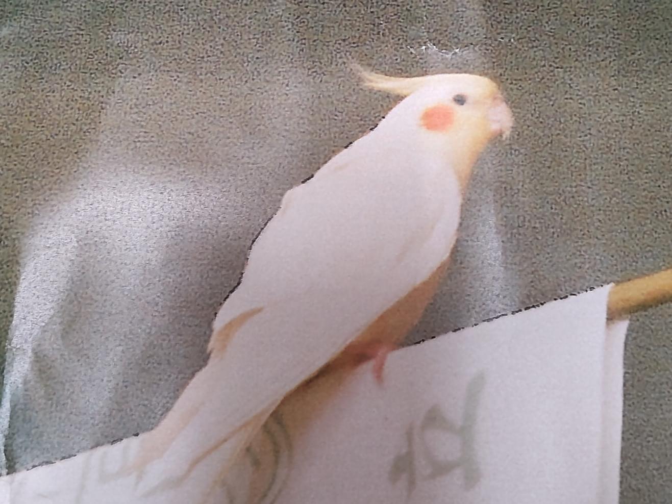 ぴーちゃん ぴーちゃん