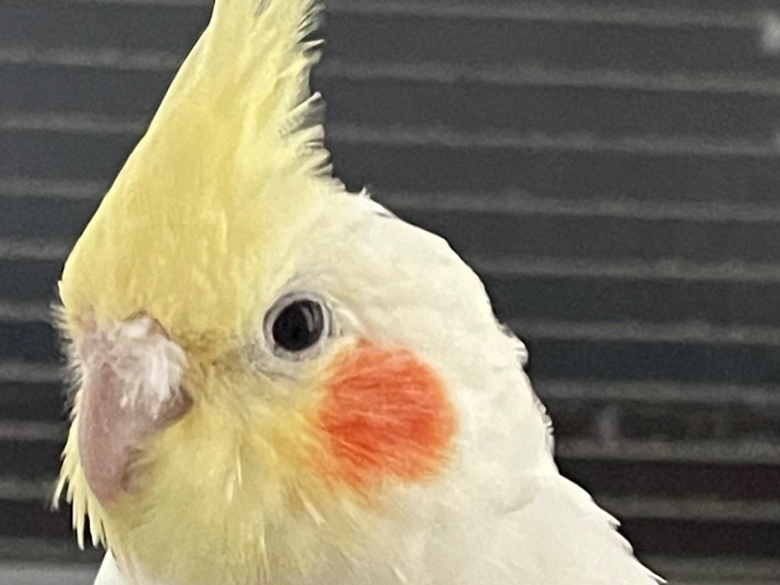 ぽんちゃん ぽんちゃん