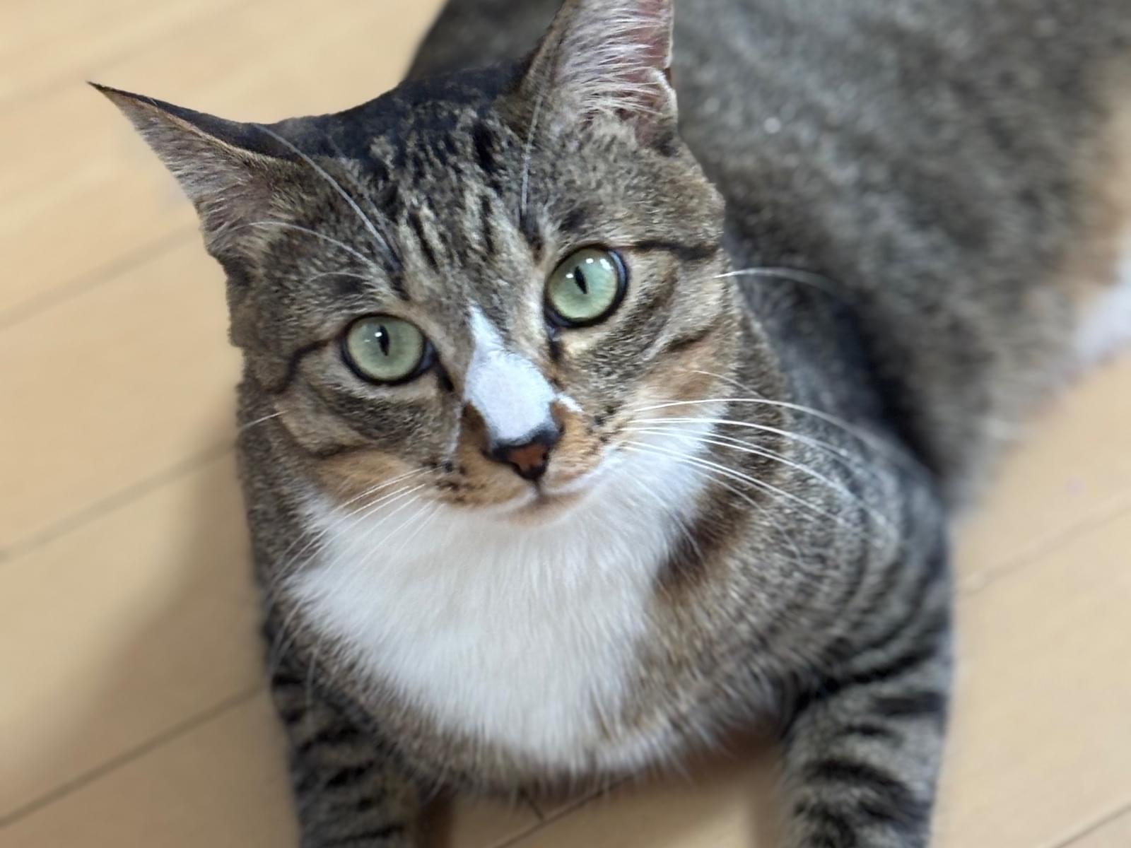 ぽてまるちゃん