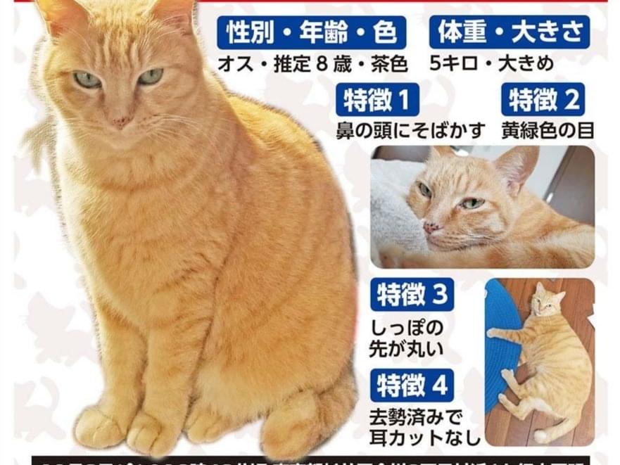ちゃとちゃん ちゃとちゃん