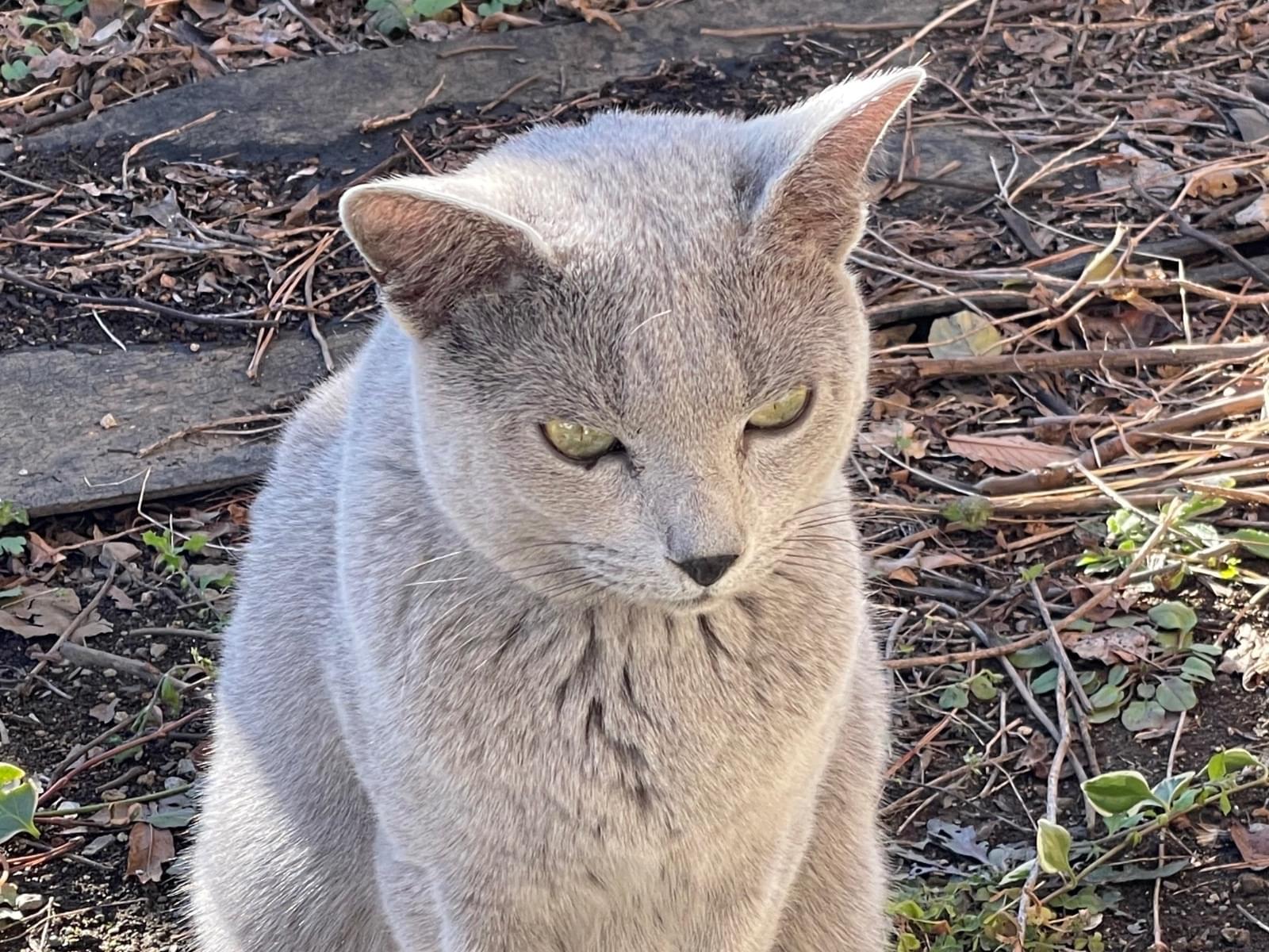 保護された猫 保護された猫