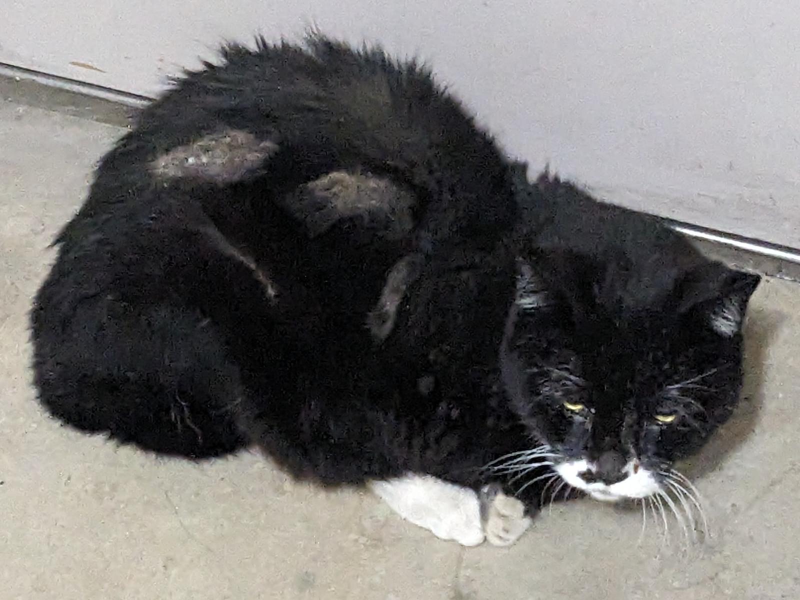 目撃された猫 目撃された猫