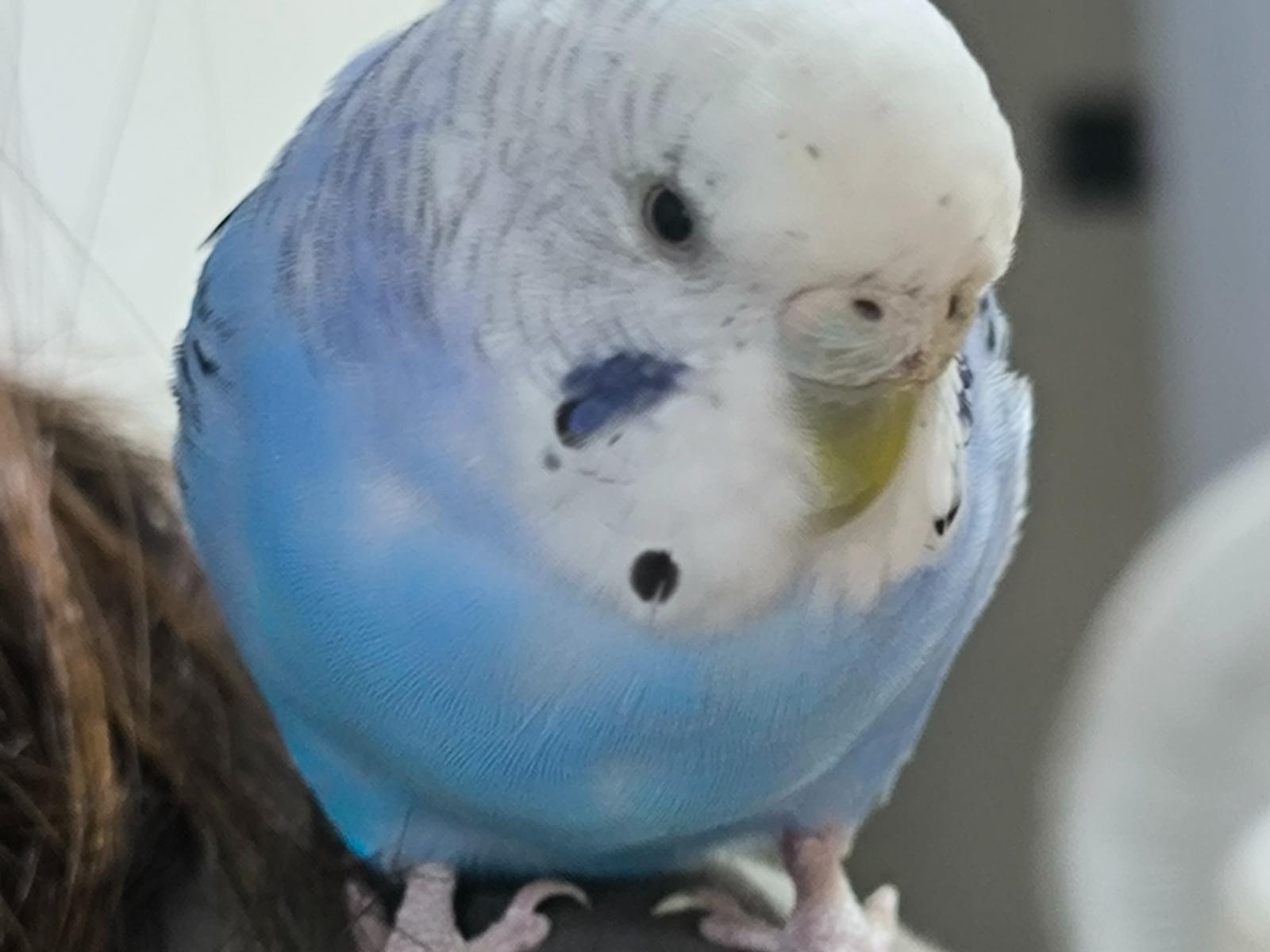 保護された鳥 保護された鳥