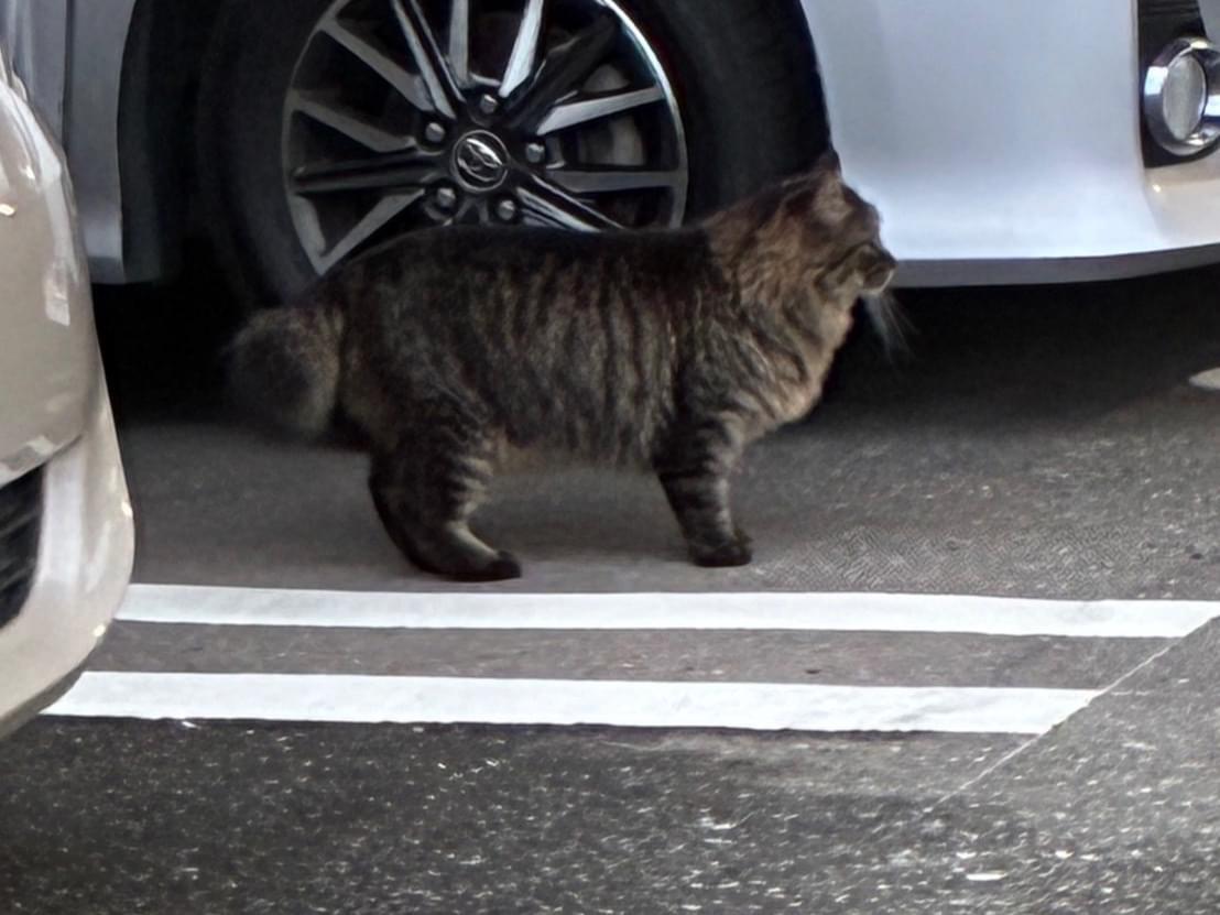 目撃された猫