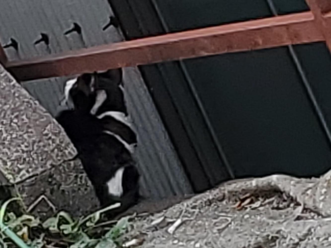目撃された猫 目撃された猫