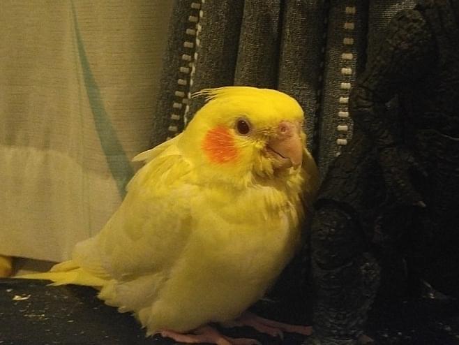 ソラちゃん ソラちゃん
