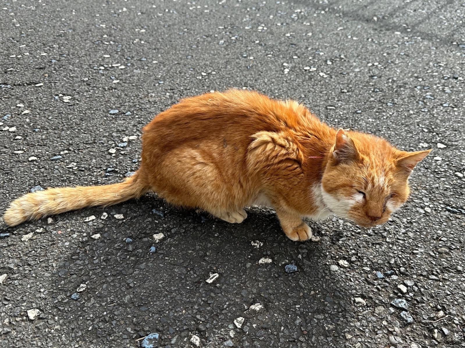 目撃された猫 目撃された猫