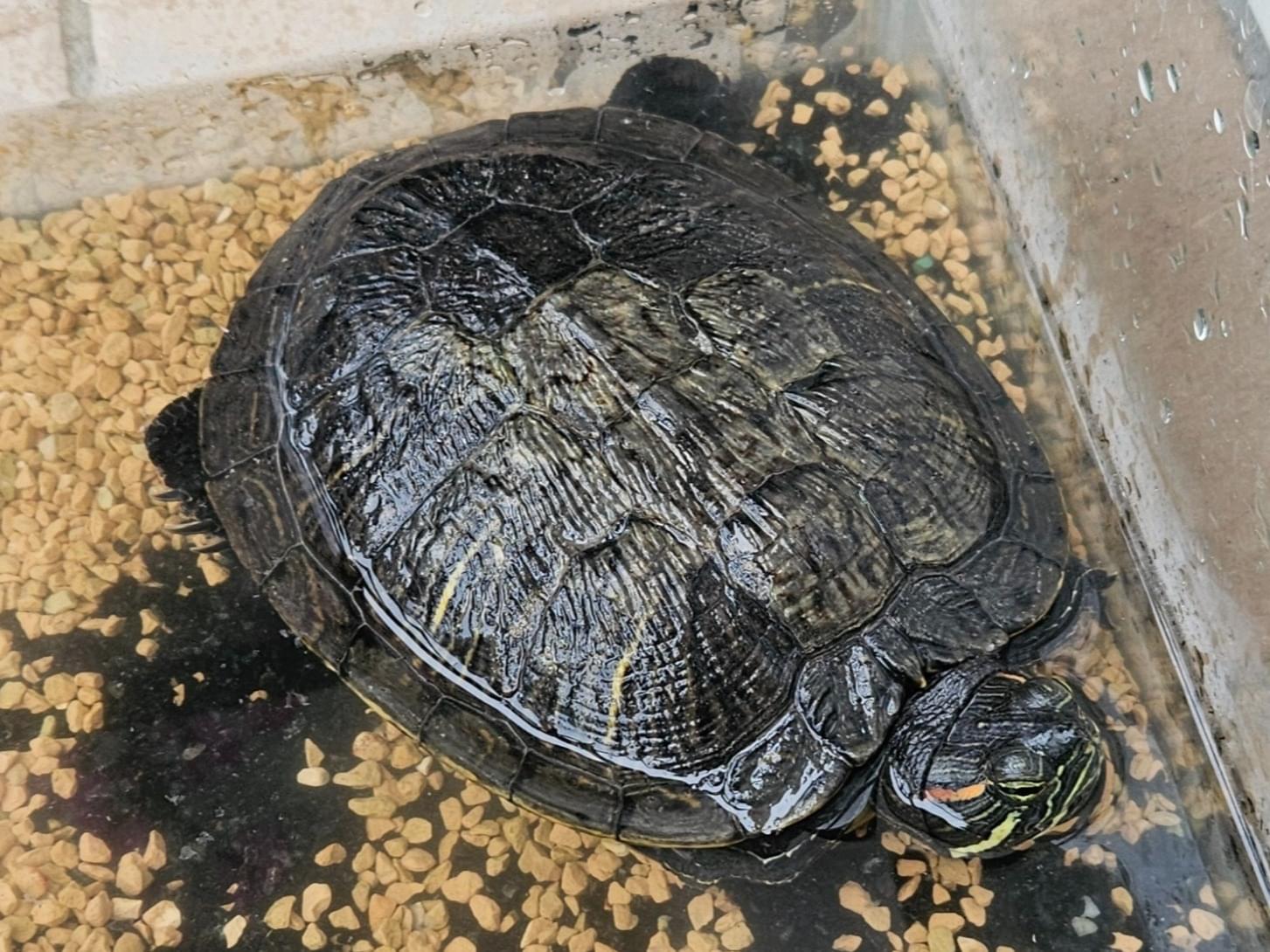 保護されたペット