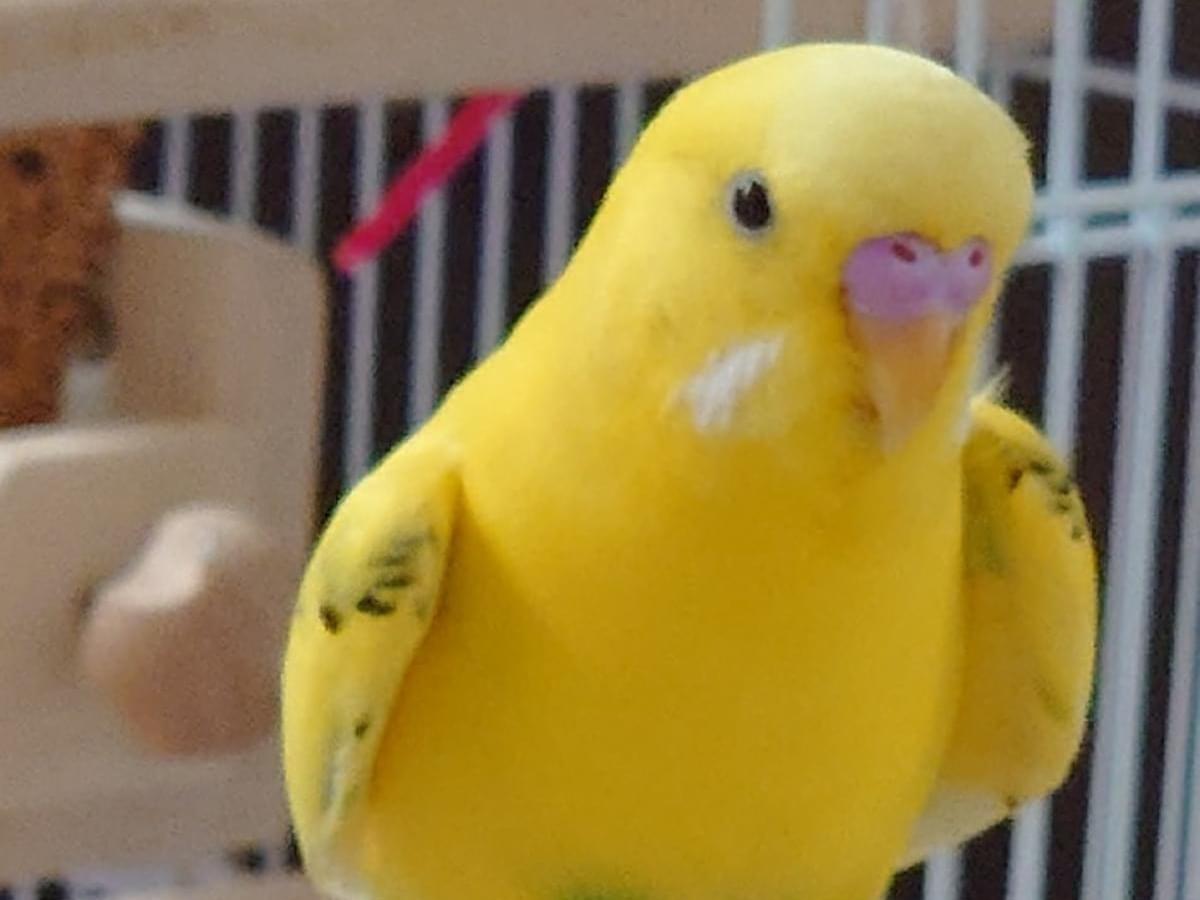 ピーちゃん ピーちゃん