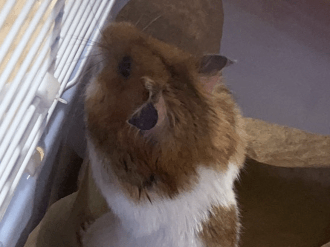 保護されたペット 保護されたペット