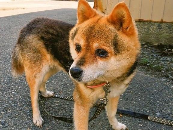 さくらちゃん さくらちゃん