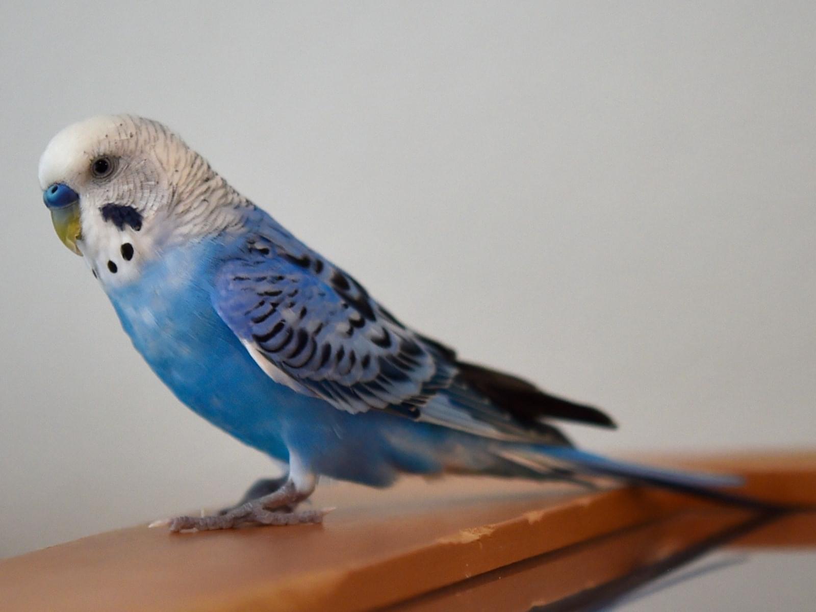 保護された鳥 保護された鳥