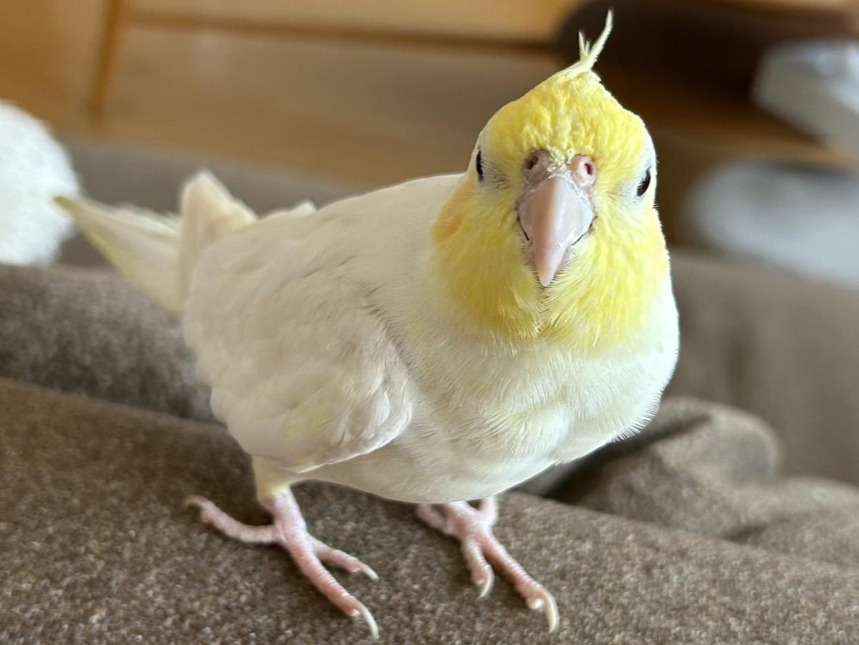 のんちゃん のんちゃん
