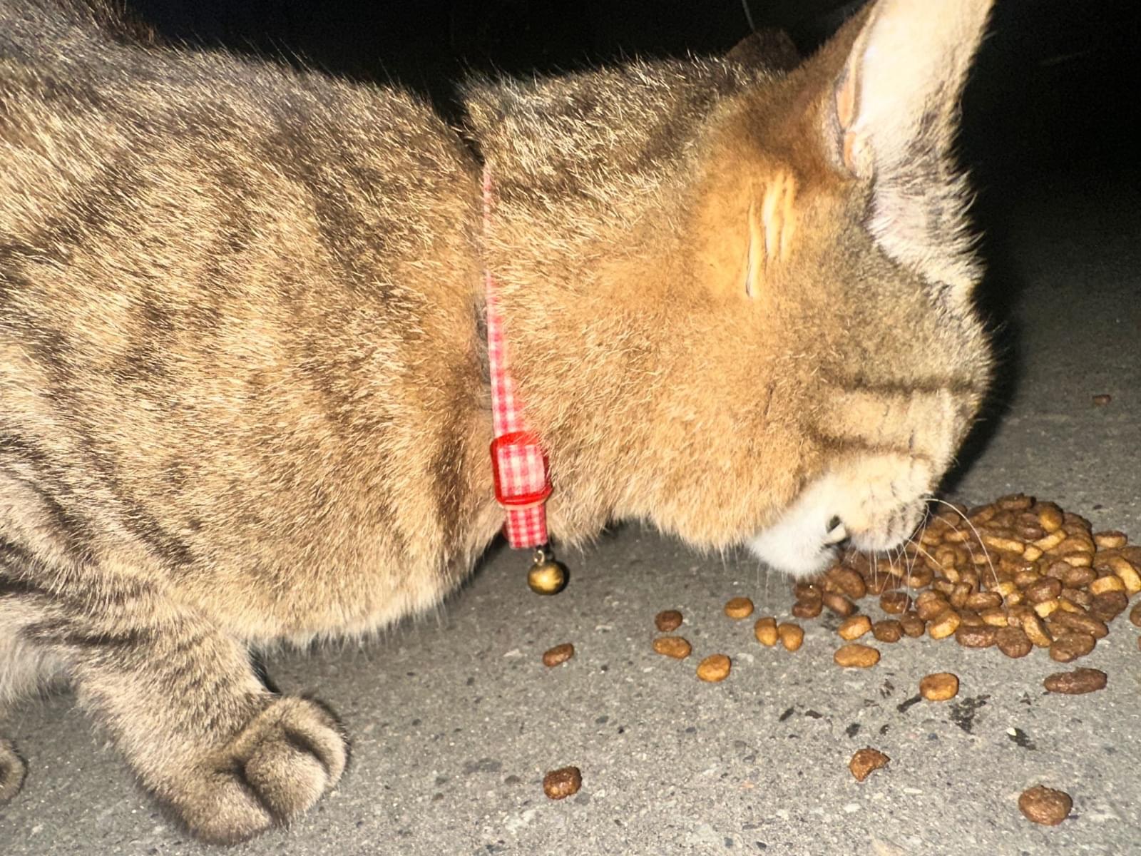 目撃された猫 目撃された猫