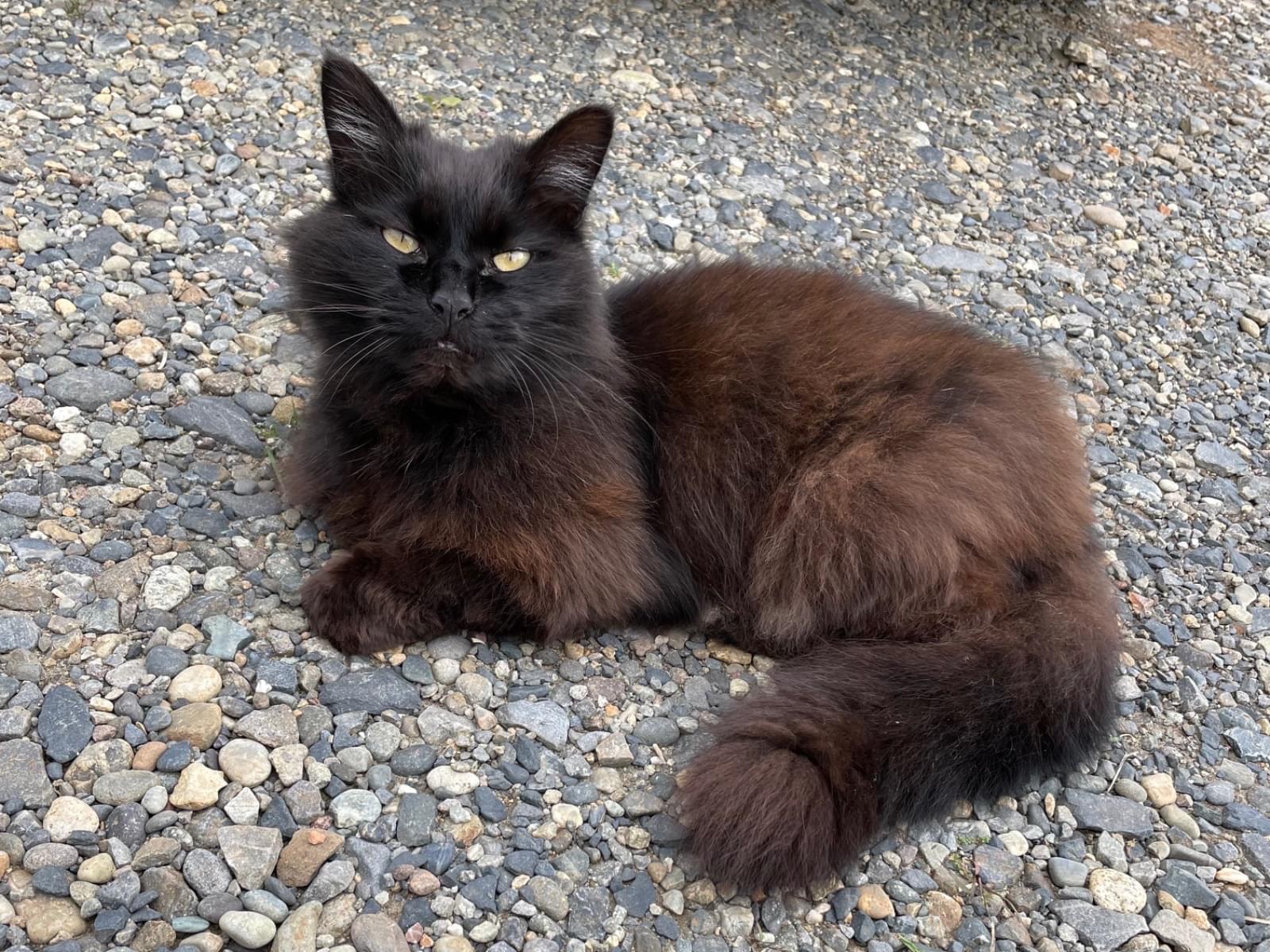 めりーちゃん めりーちゃん